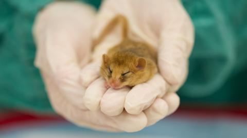 A tiny dormouse is held in hands. It sits on the 2/3 of three fingers of someone wearing surgical gloves. The dormouse has its eyes closed 