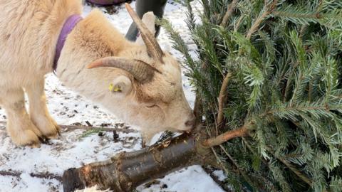 A pygmy goat eats a Christmas tree.