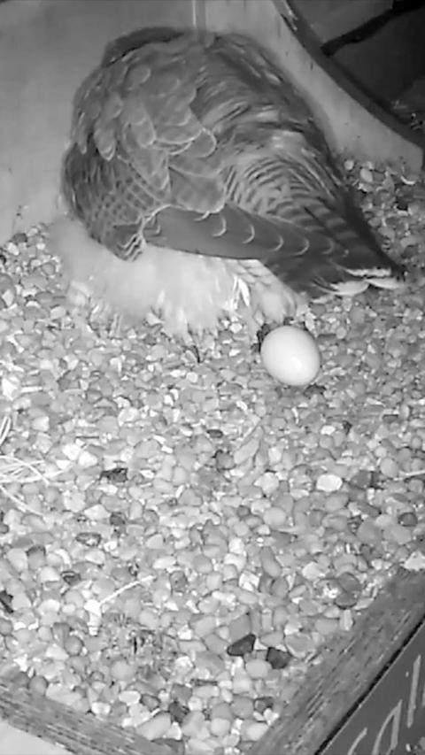 A falcon laying an egg in its nest