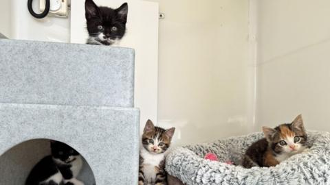 A black and white kitten sat on top of a grey cat tower. In the cat tower is another black and white kitten. To the right is a Tabby and white kitten and to the right of that is a tortoiseshell kitten in a grey fluffy cat bed. 