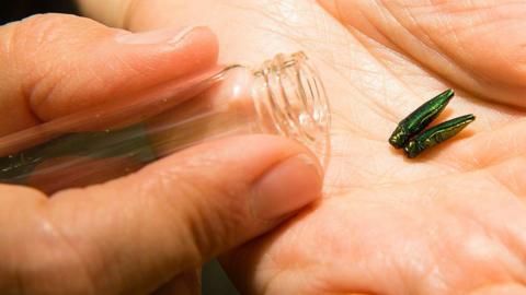 Emerald Ash Borer specimens 