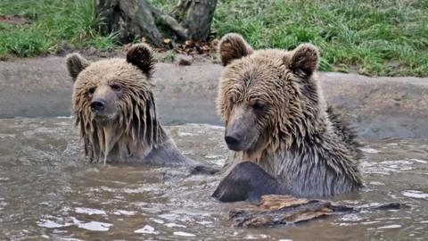 Two brown bears play in water.