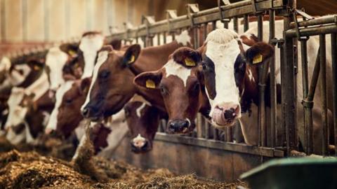 Stock photo of cows inside a shed, eating.