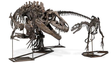 The skeleton of a juvenile and an adult Allosaurus