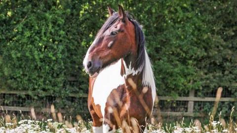 Brown and white large horse standing in a field its head is turned to the left. It is a sunny day.
