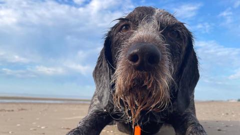 Close-up of a wet spaniel-type black dog with its nose right up the camera. It is on the beach, with the tide very far out in the background and blue skies overhead with white clouds