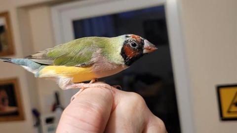 A Gouldian finch