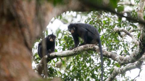 Two monkeys sit on a tree branch looking directly towards the camera. There is a blurred tree trunk in the front of the shot that the camera is sitting behind. The sky is white and there is green foliage in the background.
