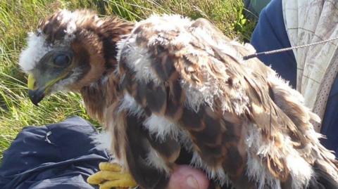 A young Hen Harrier bird is perched on a persons hand. Sita has brown, black and white feathers, and is being fitted with a satellite tag.