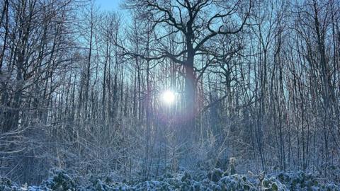 Leafless trees are covered in frost as the sun creeps above the horizon