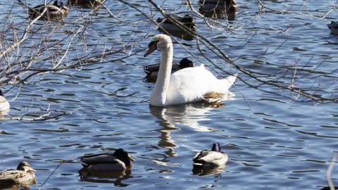 Several species of duck and a swan are swimming on rippled blue water, with the blurred branches of a tree in the foreground