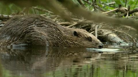 A beaver in shallow water. Its head, snout and most of its body are above the water line.