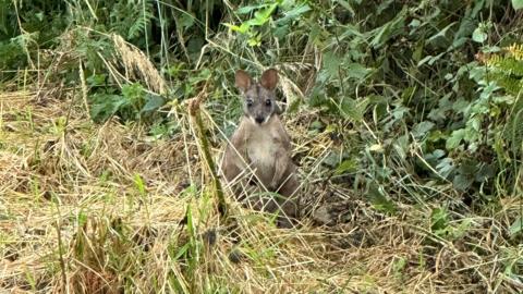 Mobile phone image of a wallaby looking at the camera, sat in green undergrowth and yellow cut grass