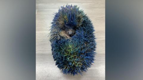 A hedgehog with vivid blue and green-tinted spines is curled into a tight ball on a light-colored tabletop. The hedgehog's face is partially visible in the center of the curled body, with its nose and one eye peeking through the dense, brightly colored spines. The unusual blue coloration covers most of the spines, creating a striking contrast against the neutral background.