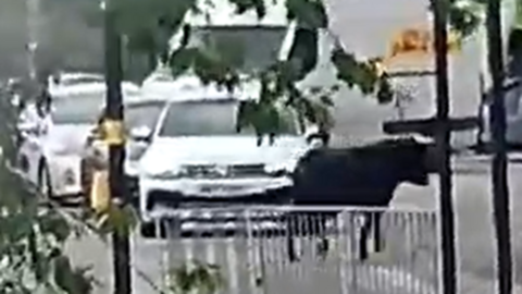 Bull in road with police officers near by and cars in the background
