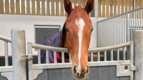 A light brown horse with a white stripe going down its nose poking its head over the door of a stable