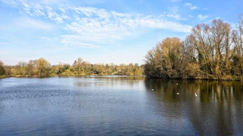 A rippled lake with a few dozen swans in the background in front of trees in the distance under a blue sky with some wispy cloud