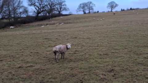 Emaciated sheep in a field not properly tagged or looked after.