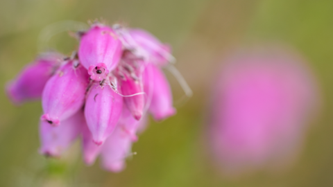 Cross-leaved heath