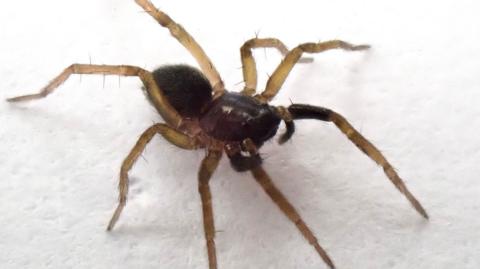 A close-up image of the Aulonia albimana which has a dark brown body and orange hairy legs.