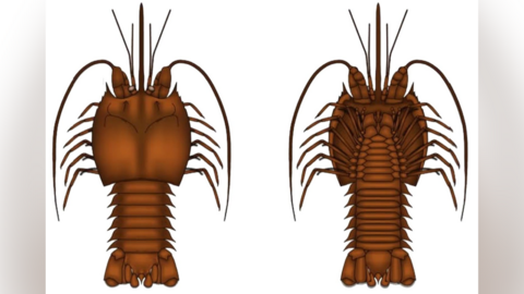 Artist impression of a pygocephalus brymboensis shrimp with spiky shells and long antennae