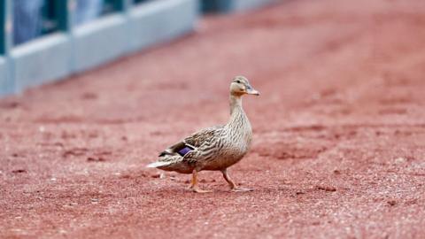 A duck on a baseball field. 