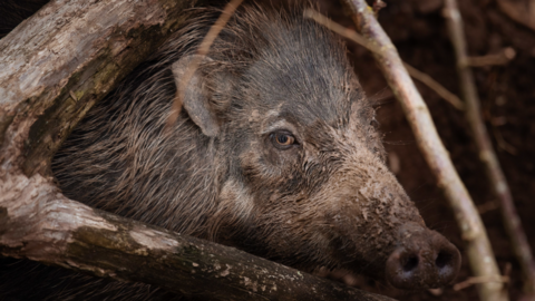 The picture shows a close-up of a Visayan warty pig, among branches and logs.
The animal's head fills most of the frame. Its snout is covered in dried mud, which suggests it has recently been wallowing. The pig has coarse, dark brown and grey bristles, with longer hairs standing upright along the top of its head and neck. One eye is clearly visible and is looking towards the camera.