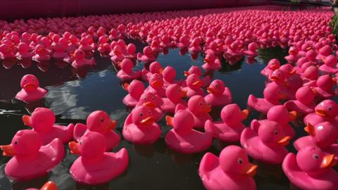 Thousands of pink rubber ducks bob on a dark river on a bright sunny day