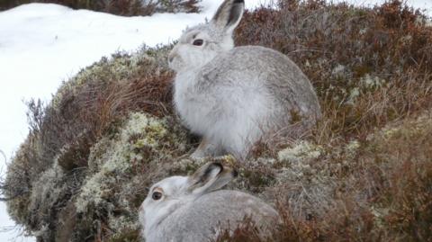 Two white and grey rabbits on a snowy crop of grassy ground