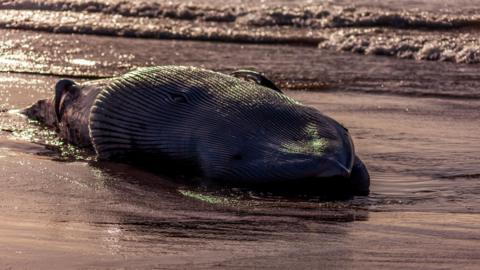 A black minke whale lies on a water ocovered beach
