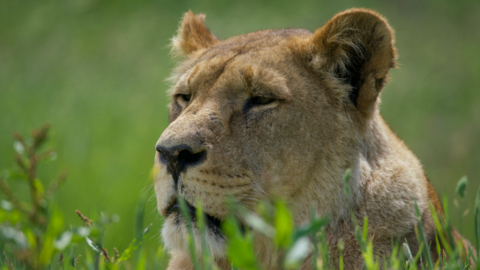 Malaika the lion sitting peacefully in grass