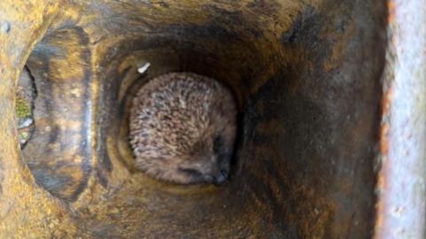 A hedgehog at the bottom of a metal pipe turning yellow from rust