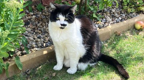 A black and white cat with light green eyes sits in a garden. 