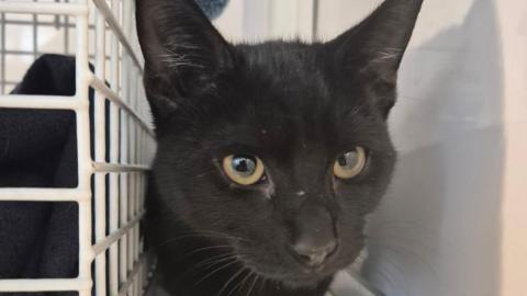 A black kitten is sitting in a whitewashed room next to a white cage. It has large amber-coloured eyes