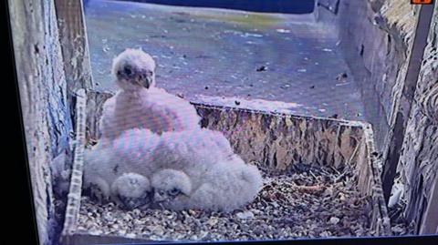 An image from a live camera feed of a nest box with four fluffy white peregrine falcon chicks. The mother chick is sitting upright while the others are huddled closely together. The nest is in a wooden box lined with gravel.