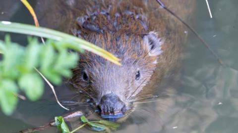A female beaver photographed in a stream with a branch in its mouth.
