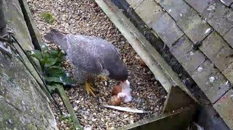 One of the falcon parents bends over its chick to feed it beak to beak. The chick is white, fluffy and tiny and you can just make out one of its wings as it stretches towards its parents. There are two more eggs next to it. The birds sit on gravel in the nesting box, between two rooftops.