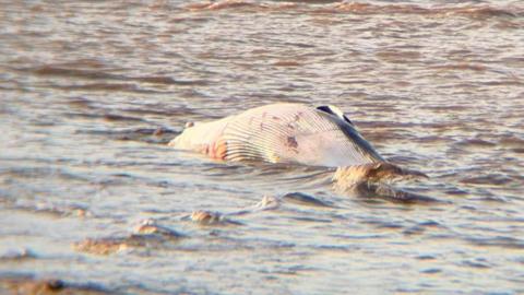 A whale laying on its side in the water next to wooden posts.