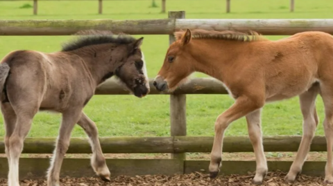 Bransby Horses