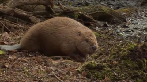 Beaver in woods