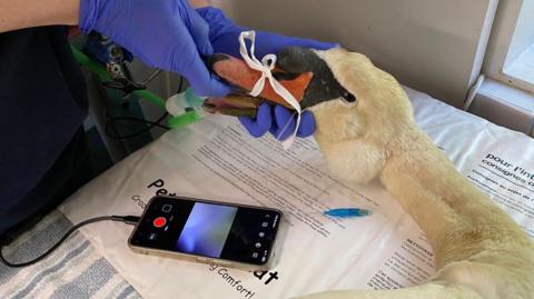 A swan's head and neck are in the frame. The swan has a white ribbon tied around its upper beak. Its head is being held by two hands wearing blue gloves. Next to the swan's head is a smartphone in video mode. 
