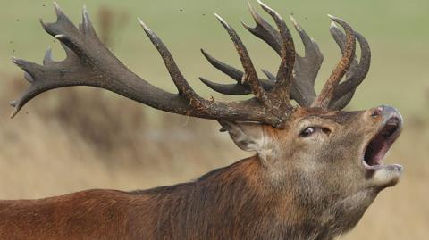 A deer stag with large antlers barking at the start of the annual rutting season