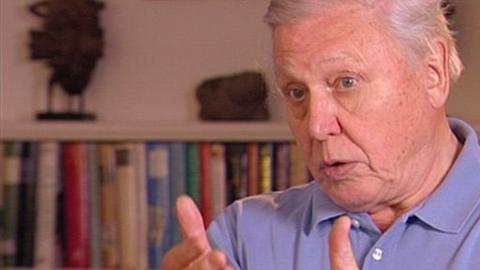 David Attenborough speaking during the interview.