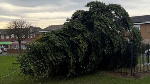 The large Christmas tree at Shotton Colliery which has fallen on its side. It has lights on it. There is a square black fence which is meant to be surrounding it, but the tree is over it on one side. There are a row of terraced houses behind it, outside which a silver car is parked. To the left is a road with a row of shops. The sky is grey.
