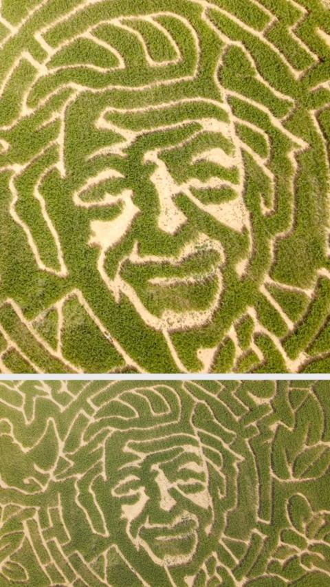 David Attenborough's face in a maize field.