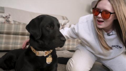 dog