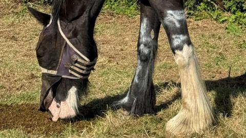 Horse munching on grass in a field