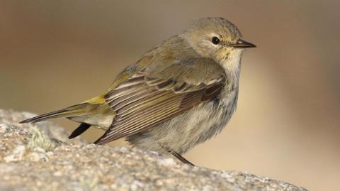 Cape May warbler