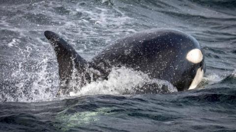 An orca is surfacing from the water with his head away from the shot and his fin closest towards the camera. The water is black and swirling.