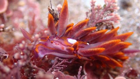 The picture shows a small sea slug, the species Hermaea variopicta, photographed close up on a flat rocky seabed.